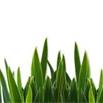 Avatar for Razor Sharp Lawn and Landscape Maintenanc