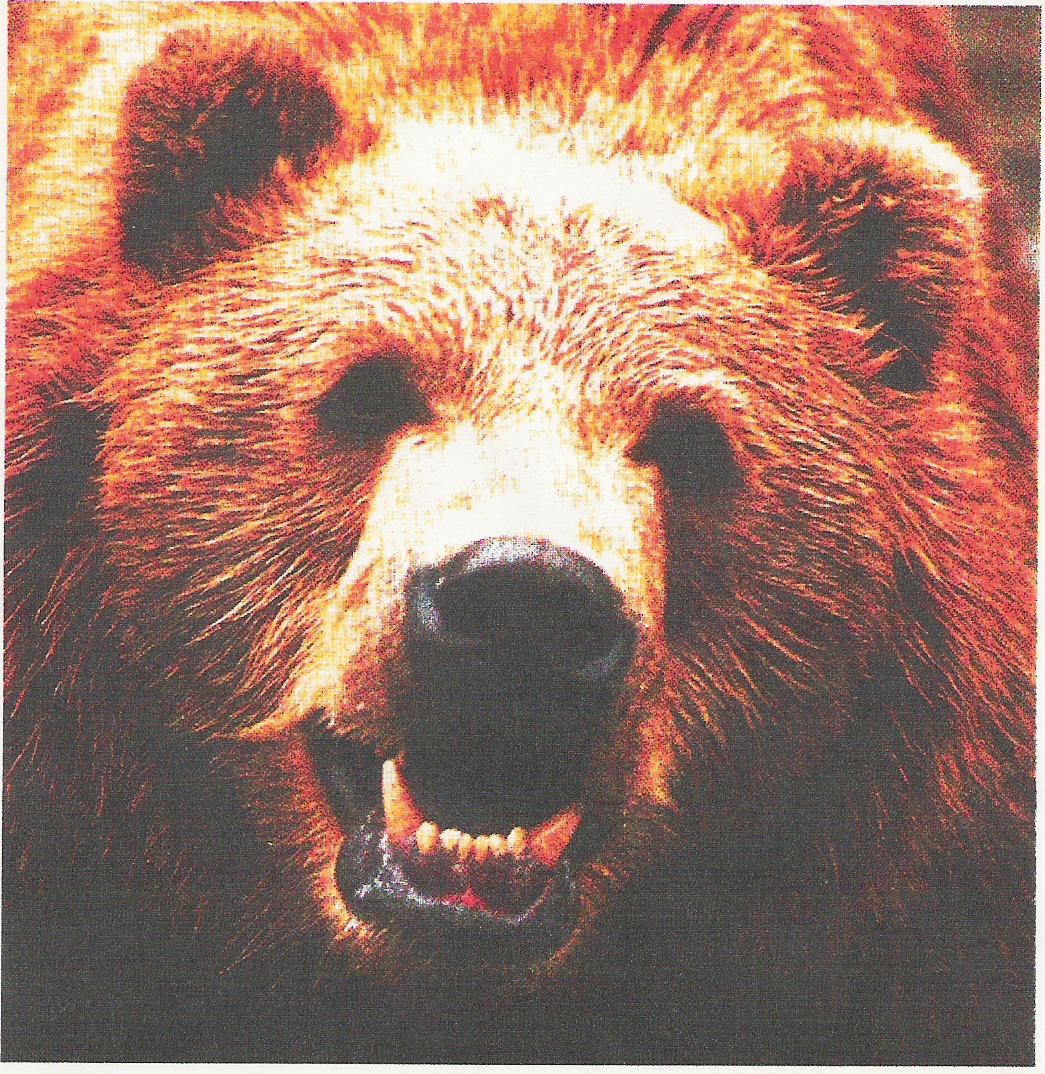 Logo for BEAR'S BOARDS