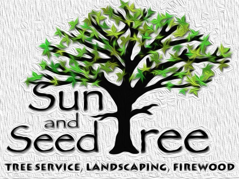 Avatar for SUN AND SEED TREE