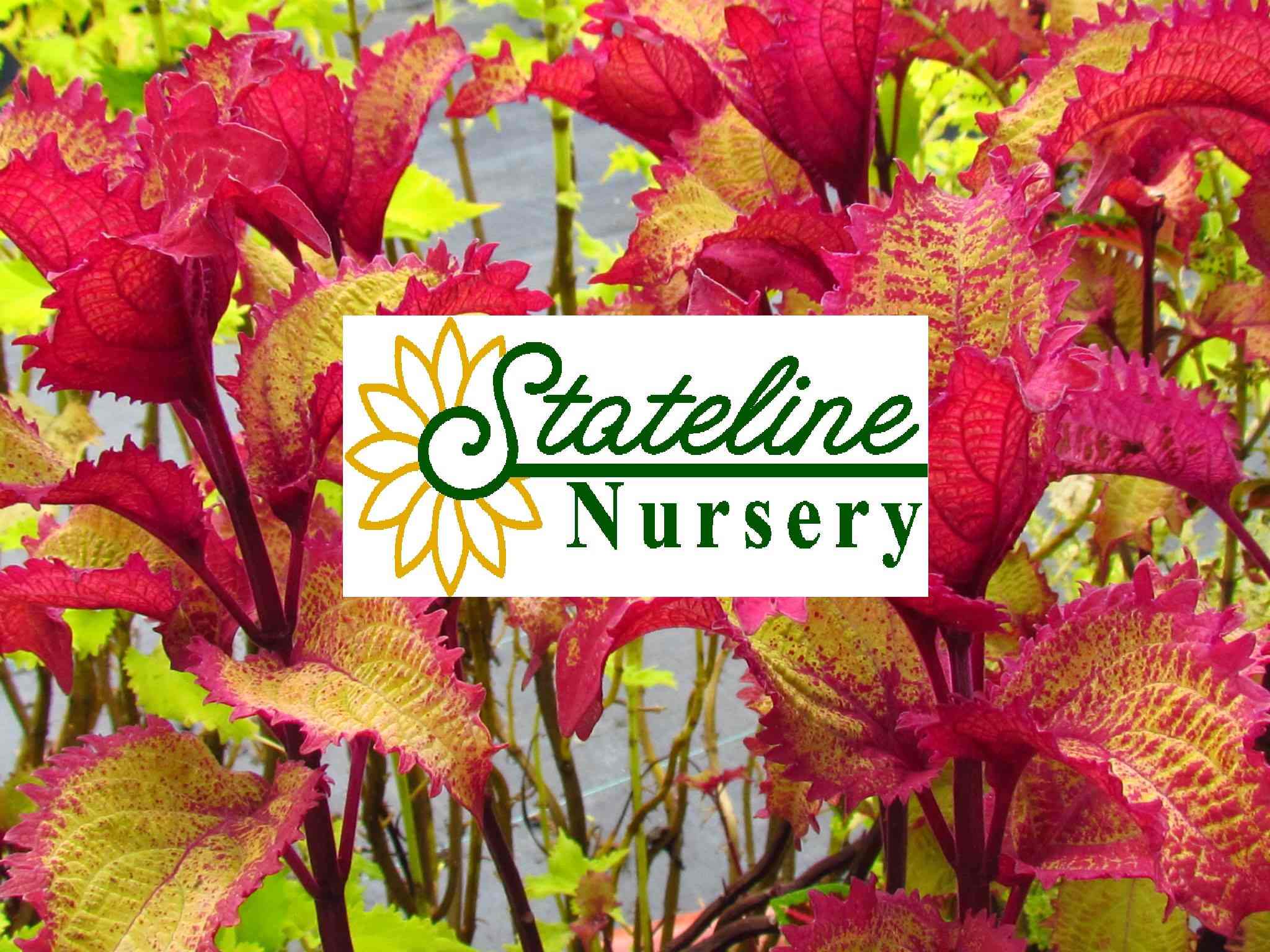 Avatar for PETERS LANDSCAPING & LAWN CARE