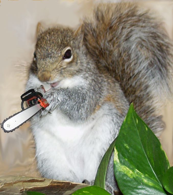 Bruiser's Tree & Chipping Service logo