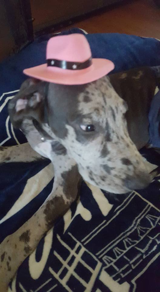 Critter Sitters logo