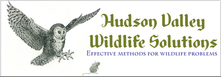 Avatar for Hudson Valley Wildlife Solutions