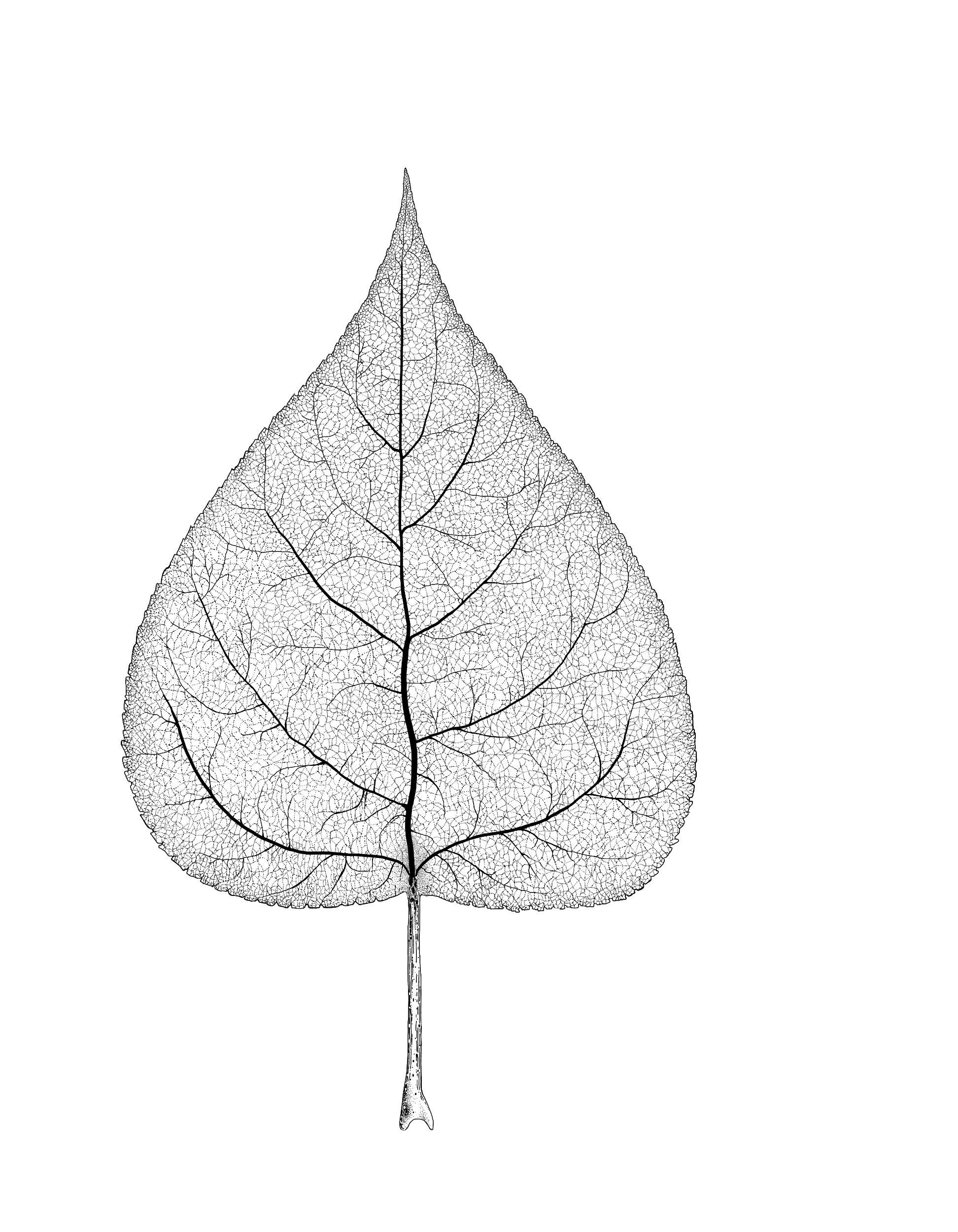 Apex Tree and Garden logo