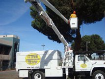 Logo for The Tree Team Inc