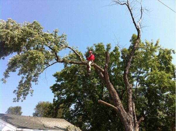 Jake's Top Notch Tree Service LLC logo