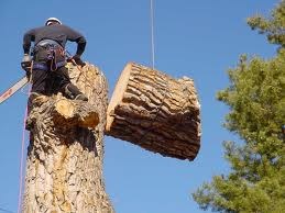 Logo for May's Tree Service