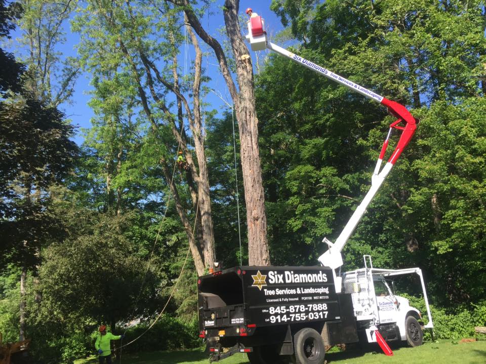 Avatar for Six Diamond Tree Service and Landscaping Inc.