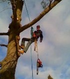 Logo for A Cut Above The Best Tree Removal