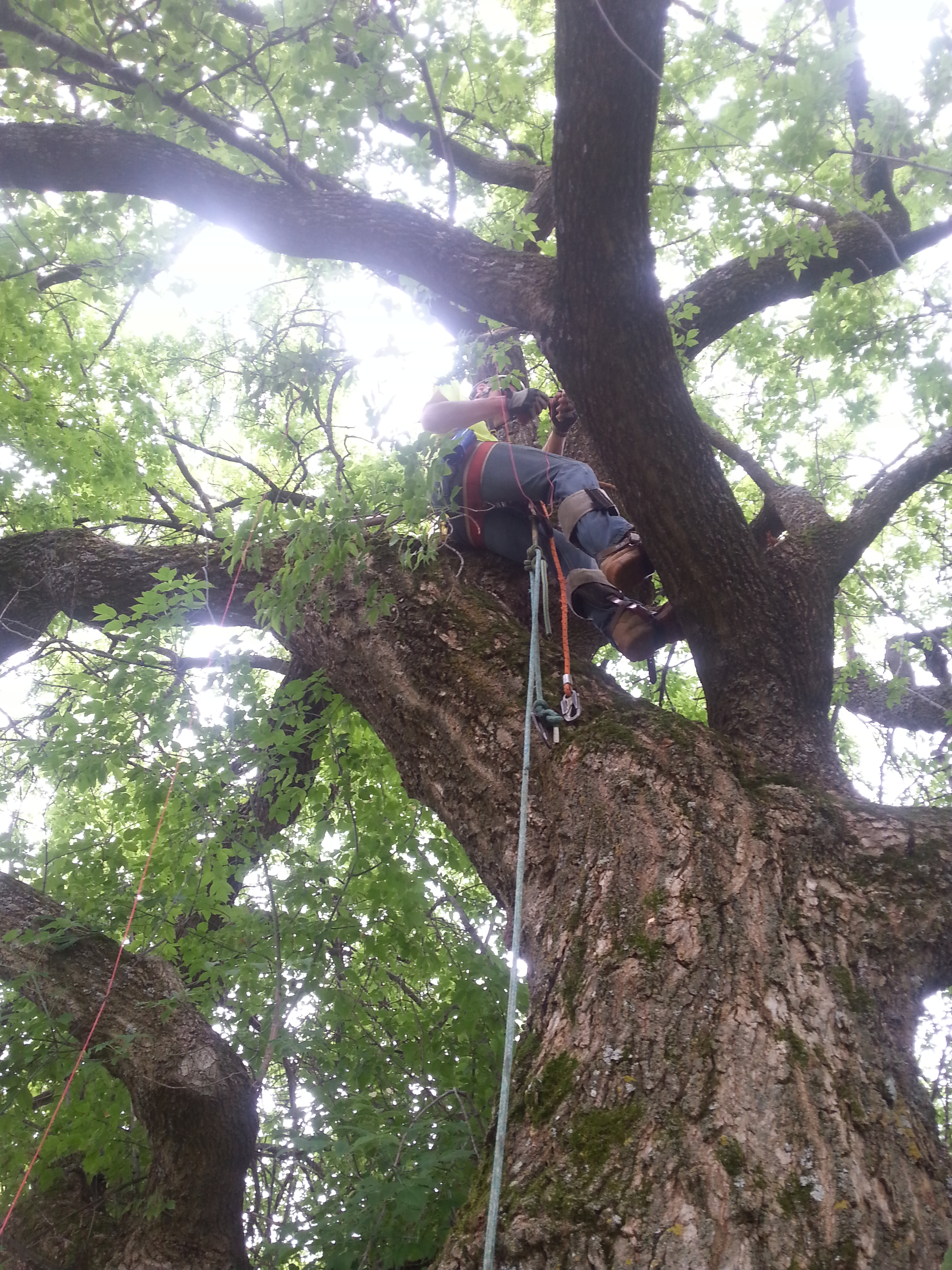 Avatar for Alexander & Wilson Tree Care & Services