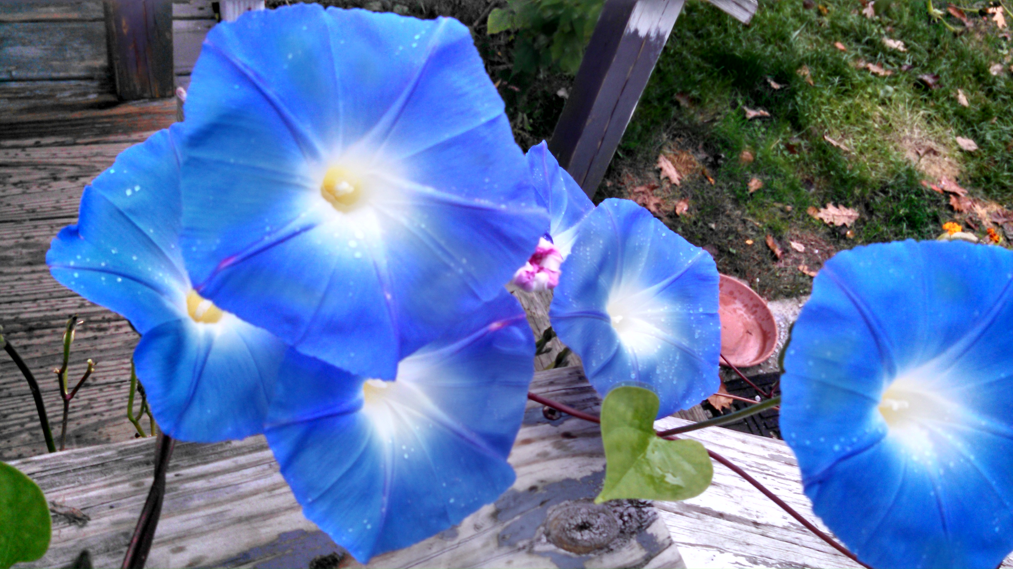 Avatar for Axiom Landscape And Home Improvement