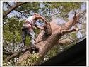 Lil Robert's Tree Service logo
