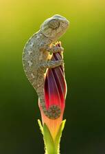 Avatar for Chameleon Property Rehabs LLC