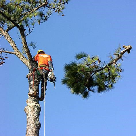 Logo for Eager Beaver Tree Service