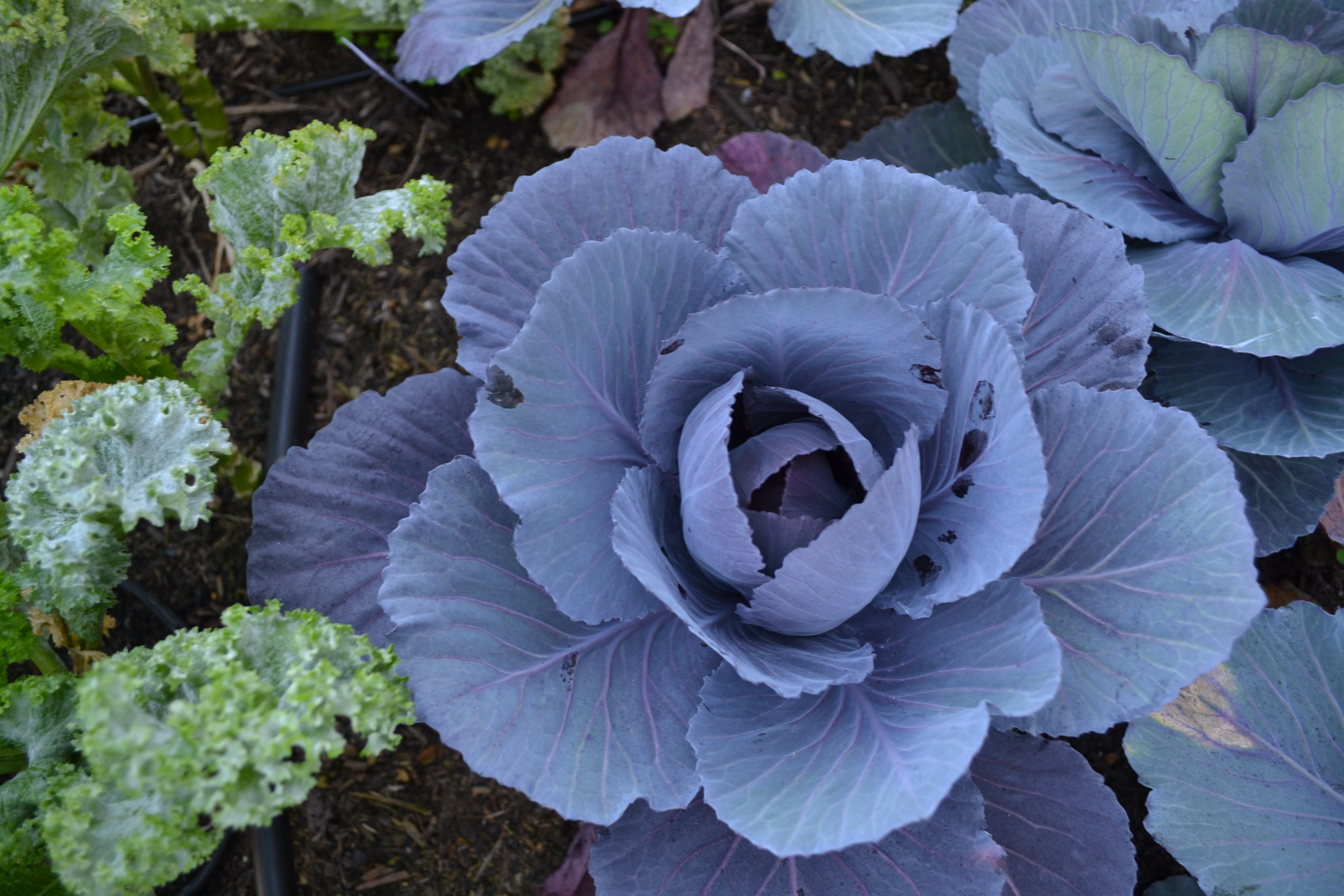 Avatar for Gentle Giants Gardening