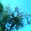 Avatar for Alamo Custom Cut Lawn & Tree Service