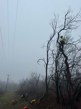 Avatar for Zzz Tree Expert