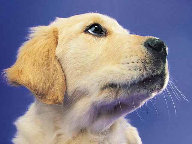 Avatar for HIDDEN FENCE