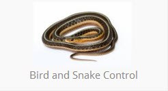 Avatar for A Five Star Pest Control Company