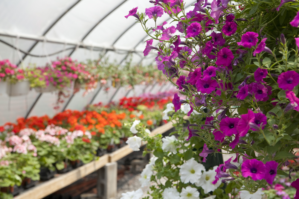Avatar for Hains Greenhouses, Inc.