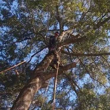 Avatar for Trenton Tree Surgeons