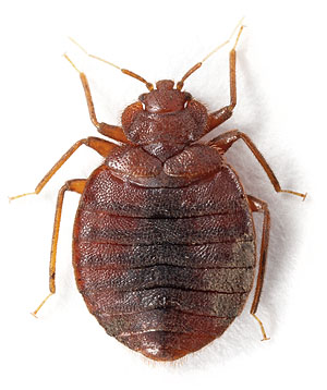 Avatar for Albro Pest control llc
