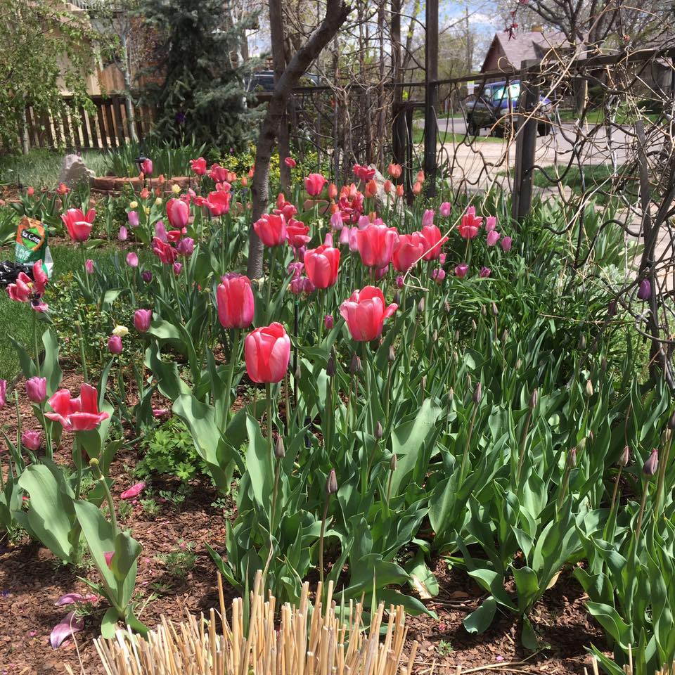 Avatar for Grand Valley Garden Services