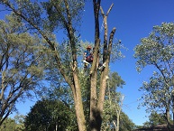 Avatar for The Tree Bee Arborists, LLC