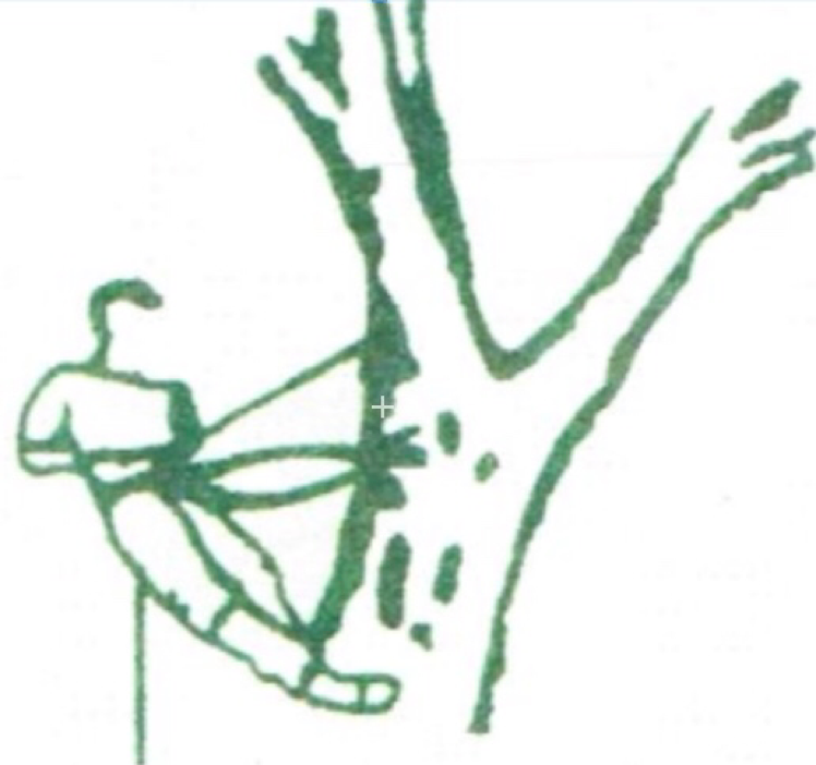 Eric Ecklunds Tree Service logo