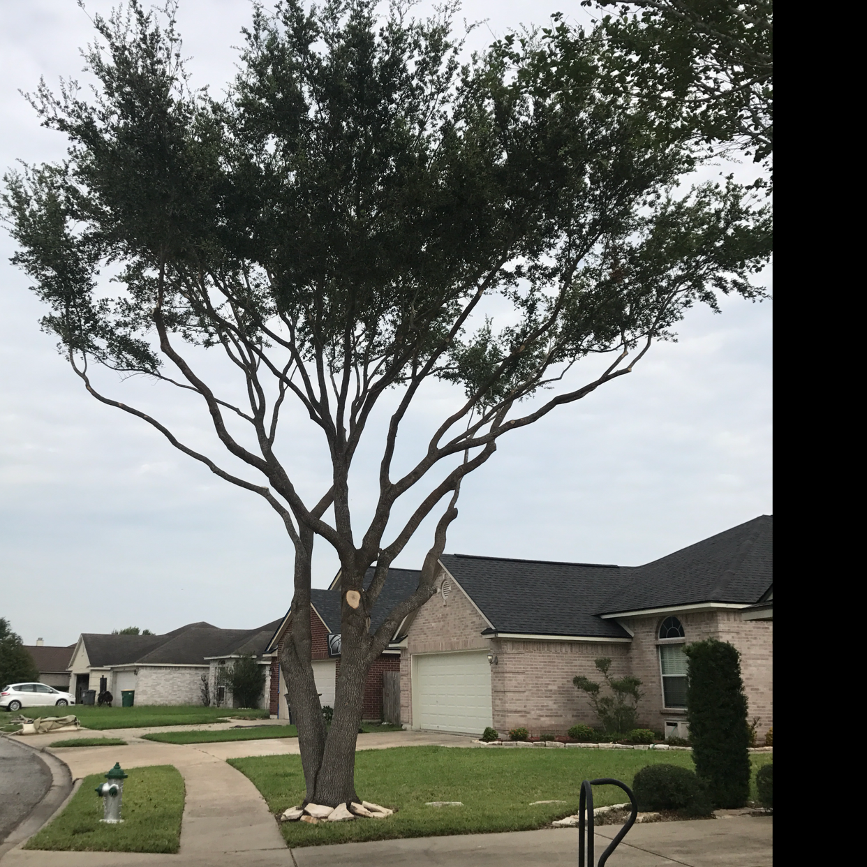 Logo for Honest Tree Service & More