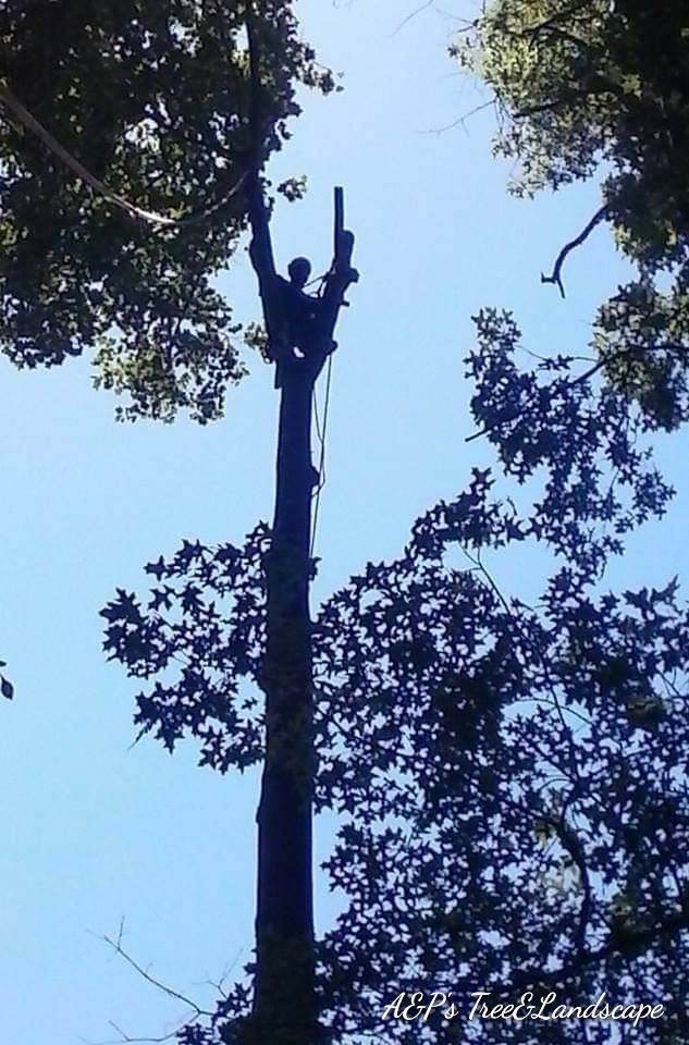A&P's Tree Service & Landscapes logo