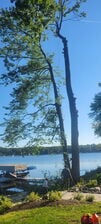 Avatar for Lions tree service