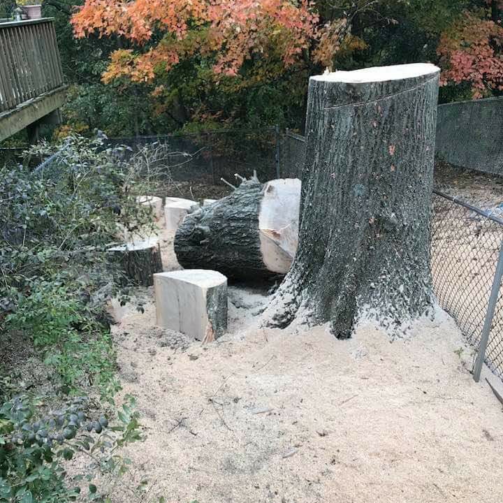 Avatar for Mike's tree service