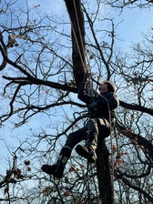 Avatar for Tulsa Metro Tree Care