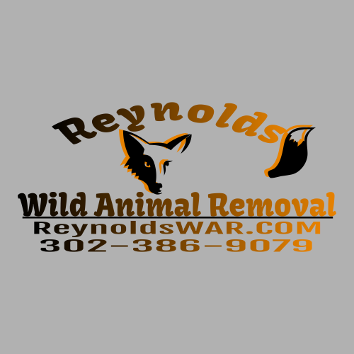 Avatar for Reynolds Wild Animal Removal