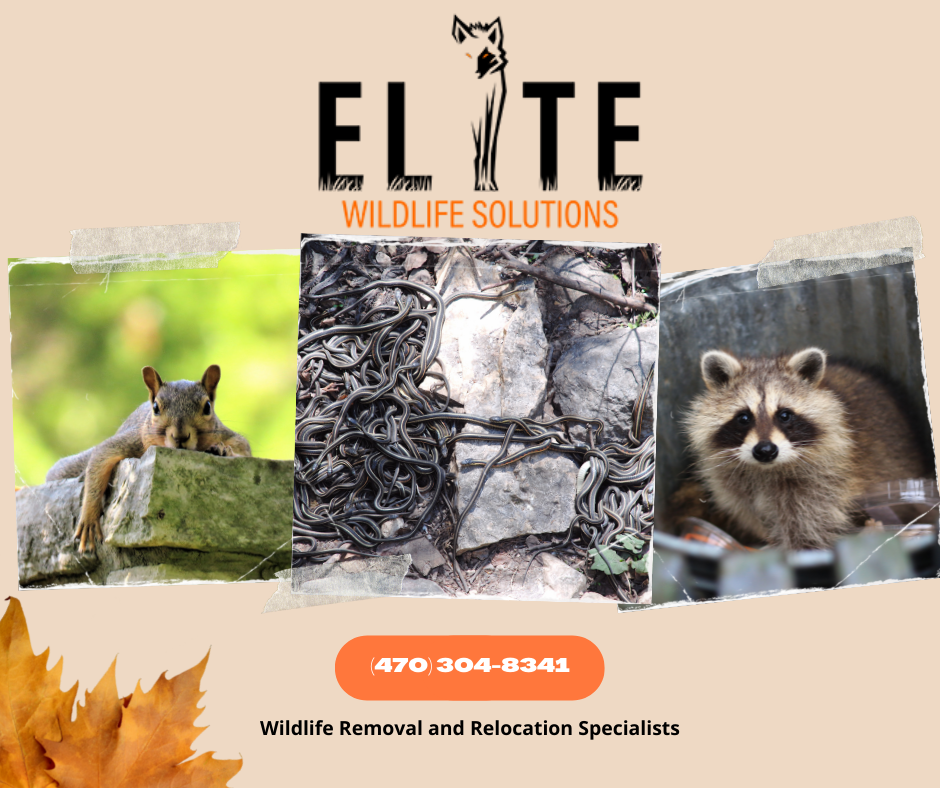 Avatar for Elite Wildlife solutions