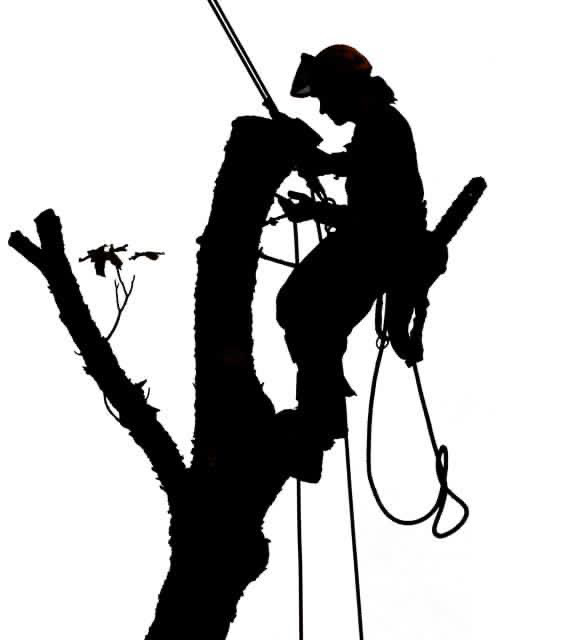 Logo for Tyson's Tree Service