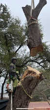 Logo for Longhorn Tree Service