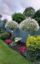 Avatar for Thriving Lawn and Landscaping