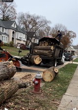 Avatar for Kings Tree Services