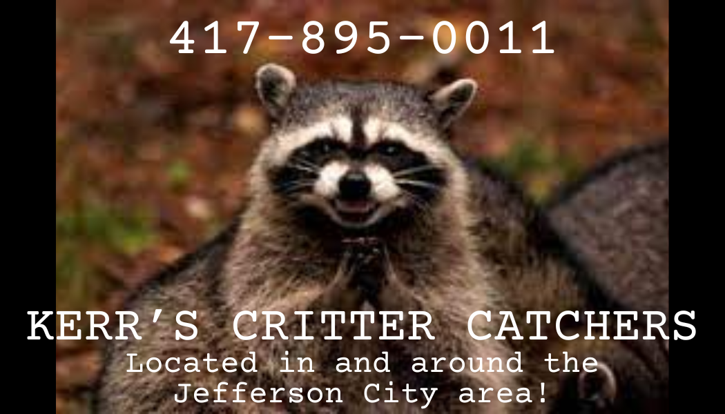 Avatar for Kerr's Critter Catchers