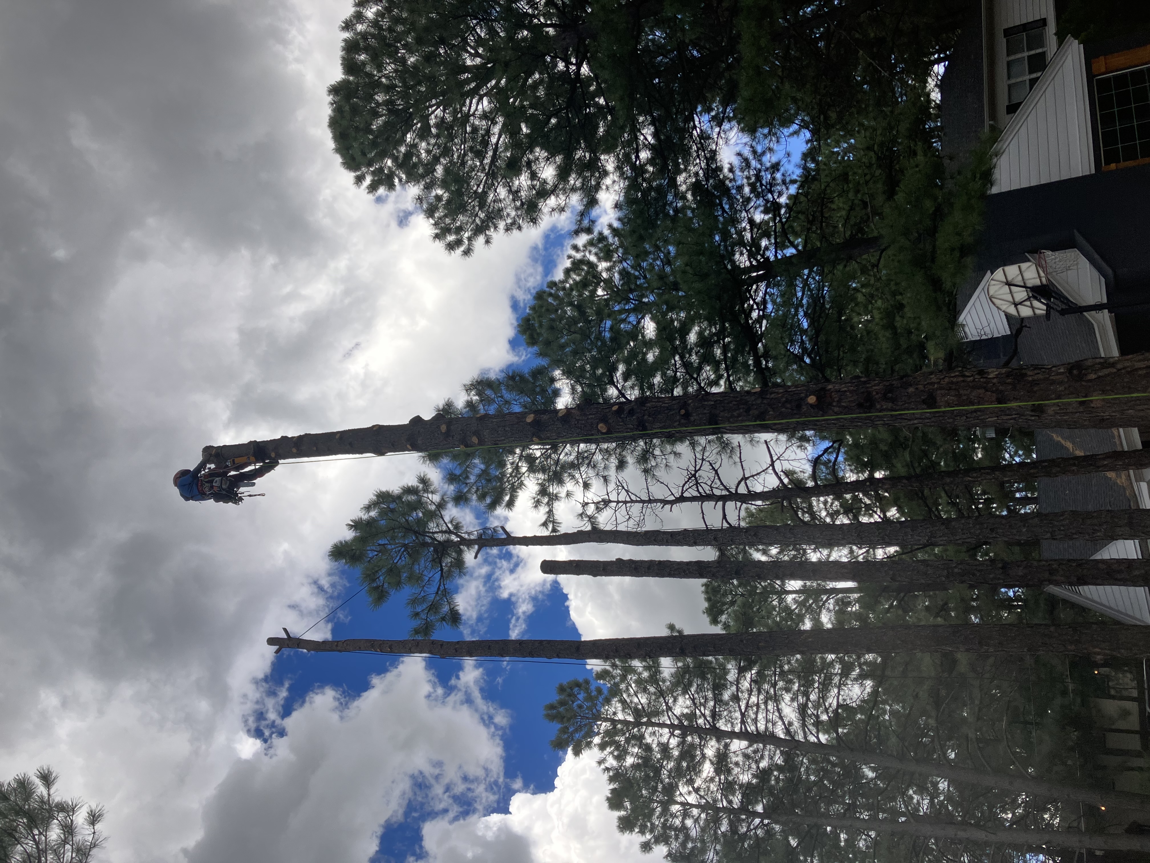 Avatar for Hold Fast Tree and Land Care