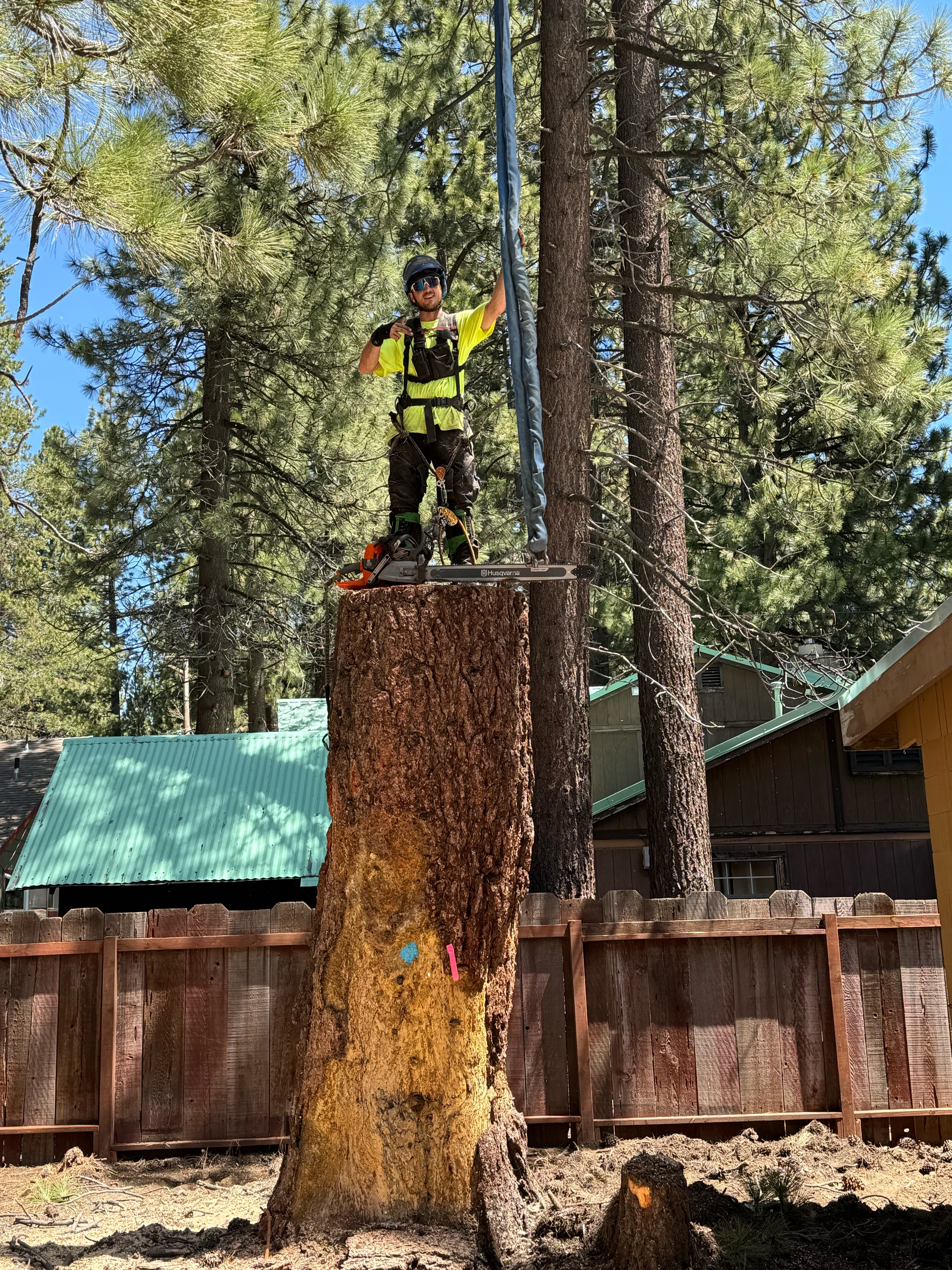 Lifted Roots Tree Service logo