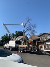 Logo for Lifted Roots Tree Service