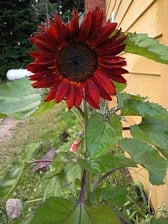 Avatar for AJ Cleaning Service