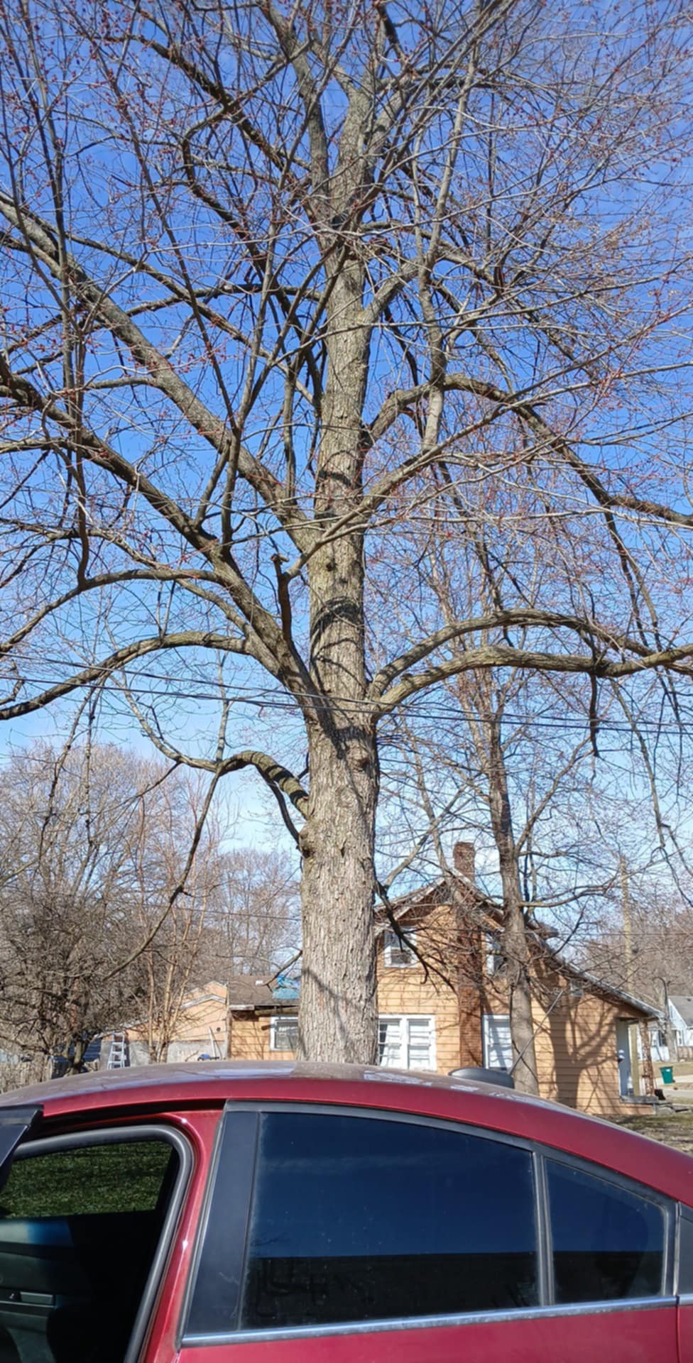 Jay's Tree Service logo