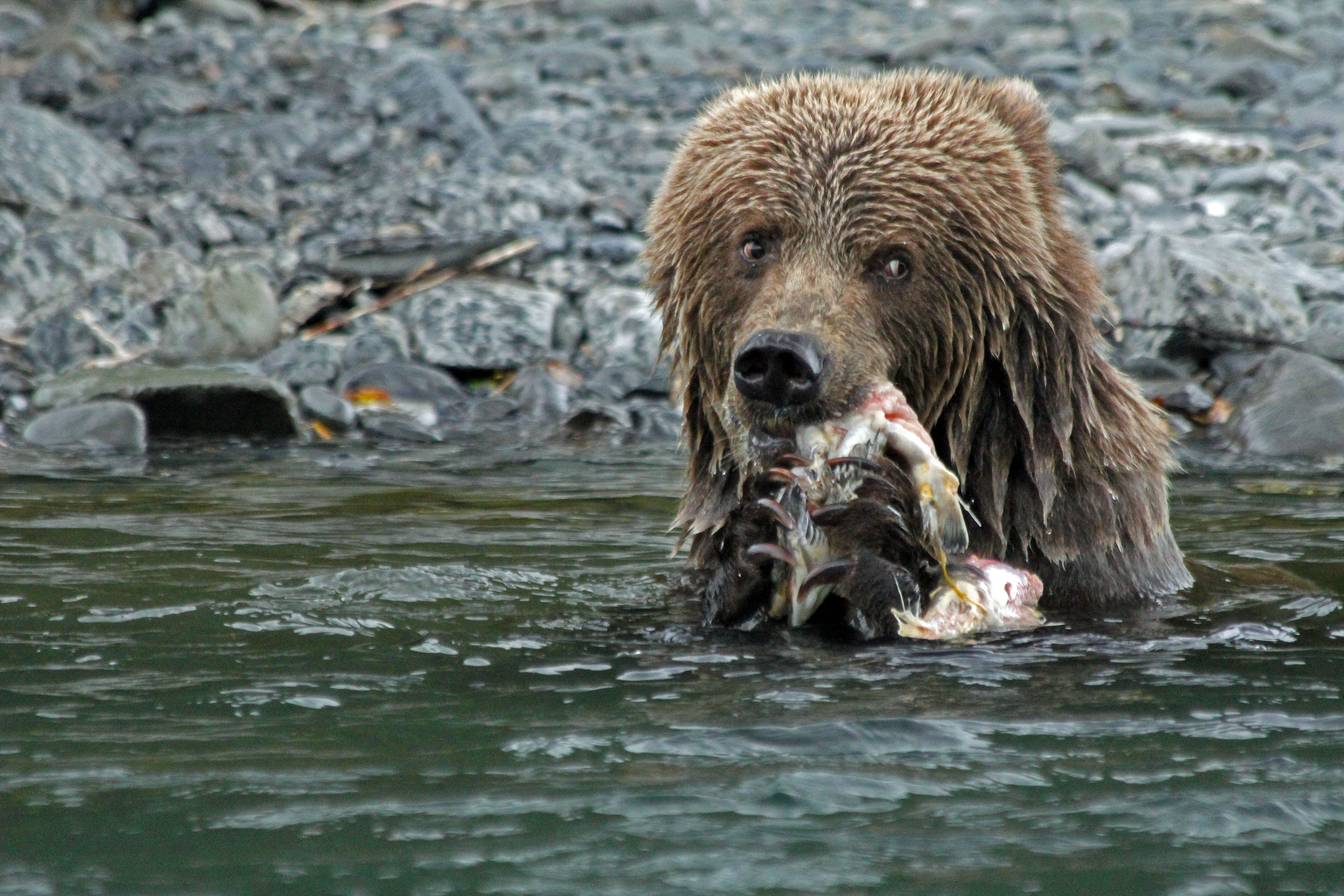 Avatar for Toms Sprinklers