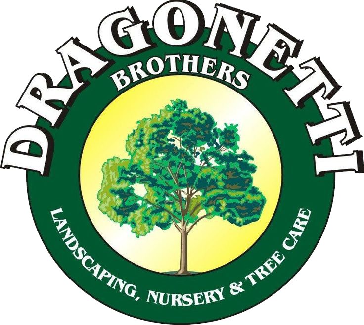 Logo for Dragonetti Brothers Landscapes