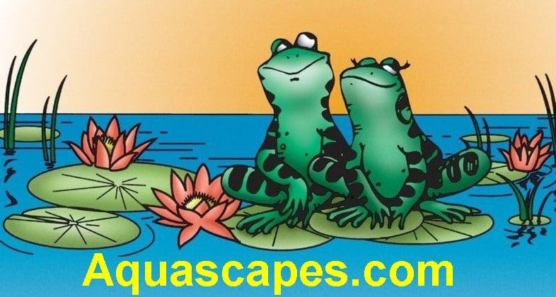 Avatar for MEYER AQUASCAPES