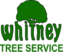 Avatar for David W. MacDonald Inc. dba Whitney Tree Service